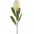 Floristik24 Kwiat Sztuczny Banksia Biały Kremowy Sztuczny Egzotyczny 64cm