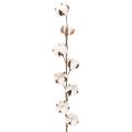 Floristik24 Sztuczna gałązka bawełny z 8 prawdziwymi kwiatami, 78 cm