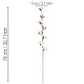 Sztuczna gałązka bawełny z 8 prawdziwymi kwiatami, 78 cm | Floristik24.pl
