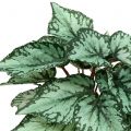 Floristik24 Sztuczny krzak begonii sztuczna roślina zielona 34cm