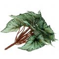 Floristik24 Sztuczny krzak begonii sztuczna roślina zielona 34cm