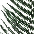Floristik24 Paproć górska paproć ozdobna konserwowane liście paproci zielone 45cm 20szt