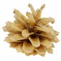 Szyszki sosny górskiej Pinus mugo Kremowe 2-5cm 1kg