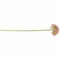 Floristik24 Allium sztuczne różowe 55cm