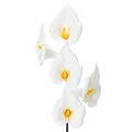 Floristik24 Sztuczna kalia z żółtymi pręcikami, kwiaty ozdobne, 35 cm, 10 sztuk
