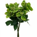 Floristik24 Świąteczna róża Wielkopostna róża Ciemierzyca sztuczne kwiaty zielone L34cm 4szt