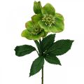 Floristik24 Świąteczna róża Wielkopostna róża Ciemierzyca sztuczne kwiaty zielone L34cm 4szt