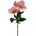 Floristik24 Róża bożonarodzeniowa, róża wielkopostna, ciemiernik, sztuczne rośliny różowe L34cm 4szt