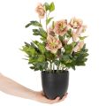 Sztuczna roślina doniczkowa Helleborus, róża bożonarodzeniowa, do dekoracji domu, 50 cm | Floristik24.pl