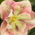 Sztuczna roślina doniczkowa Helleborus, róża bożonarodzeniowa, do dekoracji domu, 50 cm | Floristik24.pl