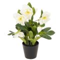 Floristik24 Sztuczna róża bożonarodzeniowa, roślina doniczkowa, dekoracja stołu, 34 cm