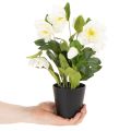 Sztuczna róża bożonarodzeniowa, roślina doniczkowa, dekoracja stołu, 34 cm | Floristik24.pl