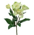 Floristik24 Świąteczny krzew różany kremowy, zielony 28cm