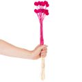 Bukiet suszonych kwiatów Craspedia do florystyki, 55 cm, 20 szt. | Floristik24.pl