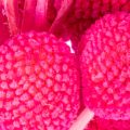 Bukiet suszonych kwiatów Craspedia do florystyki, 55 cm, 20 szt. | Floristik24.pl