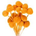 Floristik24 Bukiet suszonych kwiatów Craspedia 55cm 20szt