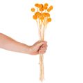 Bukiet suszonych kwiatów Craspedia 55cm 20szt | Floristik24.pl