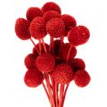 Floristik24 Suszone kwiaty Craspedii, barwione, z długimi łodygami, 55 cm, 20 sztuk