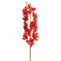 Floristik24 Orchidea Cymbidium Red 78cm