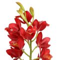Floristik24 Orchidea Cymbidium Red 78cm