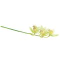 Floristik24 Storczyk Cymbidium sztuczny 5 kwiatów zielony 65cm
