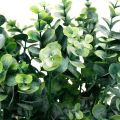 Floristik24 Dekoracyjna gałąź eukaliptusa ciemnozielona sztuczna eukaliptusowa sztuczna zielona roślina 6 sztuk