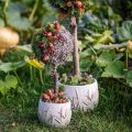 Mech ozdobny – prawdziwy mech i porost do kompozycji kwiatowych 250g | Floristik24.pl