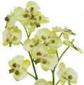 Floristik24 Mini orchidea jasnozielona z kulą ziemną 30cm