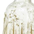 Floristik24 Dekoracyjny wazon szklany z motywem prawdziwej łyszczec Ø9,5cm W18cm