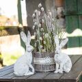 Floristik24 Dekoracyjny króliczek siedzący shabby chic wiosenna dekoracja W25cm 2szt