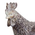 Floristik24 Deco kurczaki figura dekoracyjna figura ogrodowa kurczak vintage W17cm 2szt