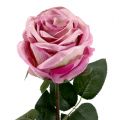 Floristik24 Róża dekoracyjna z wypełnieniem stary róż Ø10cm L65cm 3szt.