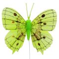 Floristik24 Dekoracje Motyle zielone 8cm 6szt.