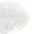 Floristik24 Ozdobne strusie pióra, prawdziwe pióra, białe, 38-40cm, 2 sztuki