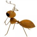 Floristik24 Figura dekoracyjna mrówka metalowa siatka na motyle dekoracja ogrodowa rdza 19cm