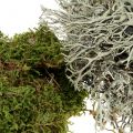 Floristik24 Deco Moss Mix Nature, Zielony 500g