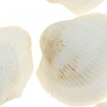 Floristik24 Deco Shell White Prawdziwe muszle w rafii netto deco morski 400g
