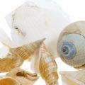 Floristik24 Deco Snail Shells Ślimaki Morskie Natura Morska Dekoracja 350g