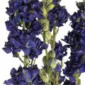 Floristik24 Suszone delphinium, sucha florystyka, delphinium blue L64cm 25g