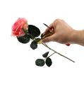 Floristik24 Zmywacz do kolców róży z nożem