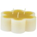 Floristik24 Świeca trójknotowa dekoracyjna świeca kwiatowa żółta biała Ø11,5cm W4cm