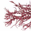 Floristik24 Decoast Coral Branch Red White Washed 500g