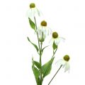 Floristik24 Echinacea kwiat sztuczny biały 90cm