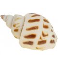 Floristik24 Ozdoba z prawdziwych muszelek ślimaków, masa perłowa Capiz 400g