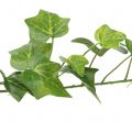 Floristik24 Bluszcz sztuczny zielony 90cm Sztuczna roślina jak prawdziwa!