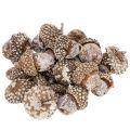 Floristik24 Żołędzie, produkt naturalny do dekoracji, bielone, 1-3 cm, 300 g
