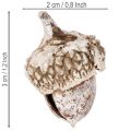 Żołędzie, produkt naturalny do dekoracji, bielone, 1-3 cm, 300 g | Floristik24.pl