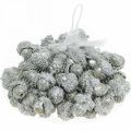 Floristik24 Ozdobne żołędzie srebrne, dekoracja adwentowa, naturalne jesienne owoce, dworek Ø1,5 - 2,5cm L1,5 - 3cm 300g