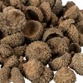 Naturalne czapeczki z żołędzi, ozdobne miseczki na jesień i adwent, 2 cm, 300 g | Floristik24.pl