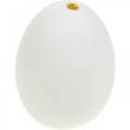 Floristik24 Jaja kacze naturalne jajka dmuchane Dekoracja wielkanocna 12 sztuk